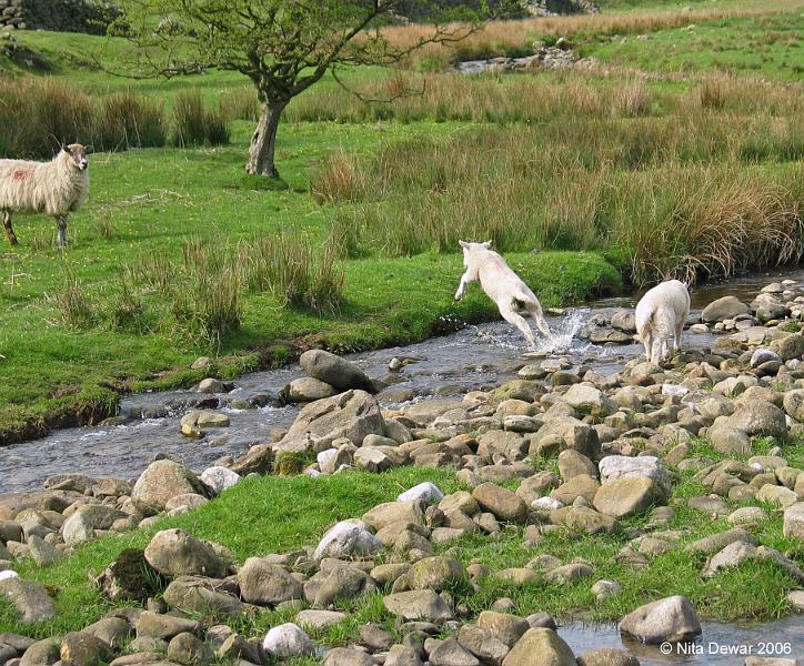 Lamb-leap.jpg - "Lamb Leaping"  - by Nita Dewar. A big leap over Long Preston Beck.